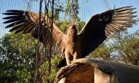 Un agroquímico mató a un cóndor en Río Negro 