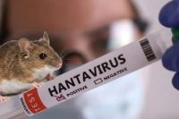 Brote de casos de hantavirus y aumento de muertes